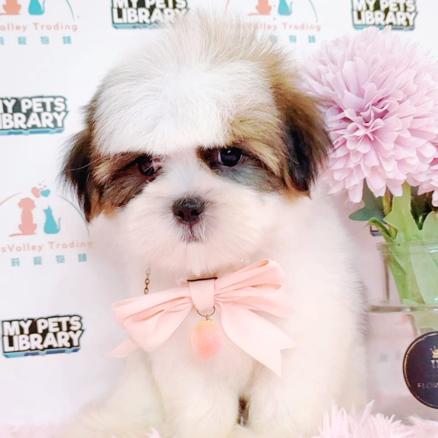 Shih Tzu Puppy (Male) For Sale