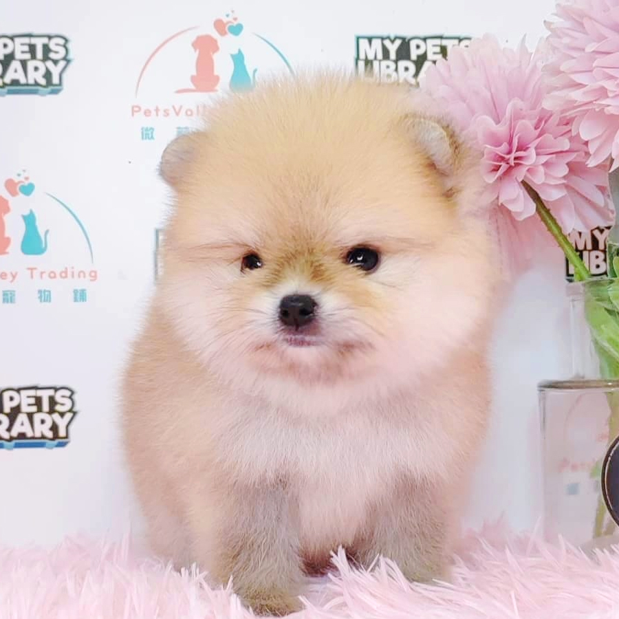 Teacup Pomeranian Puppy (Female) For Sale