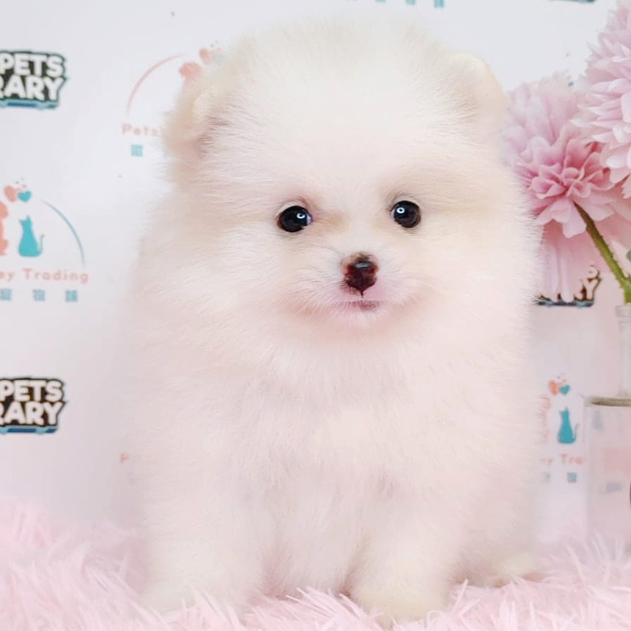Tiny Pomeranian Puppy (Female) For Sale