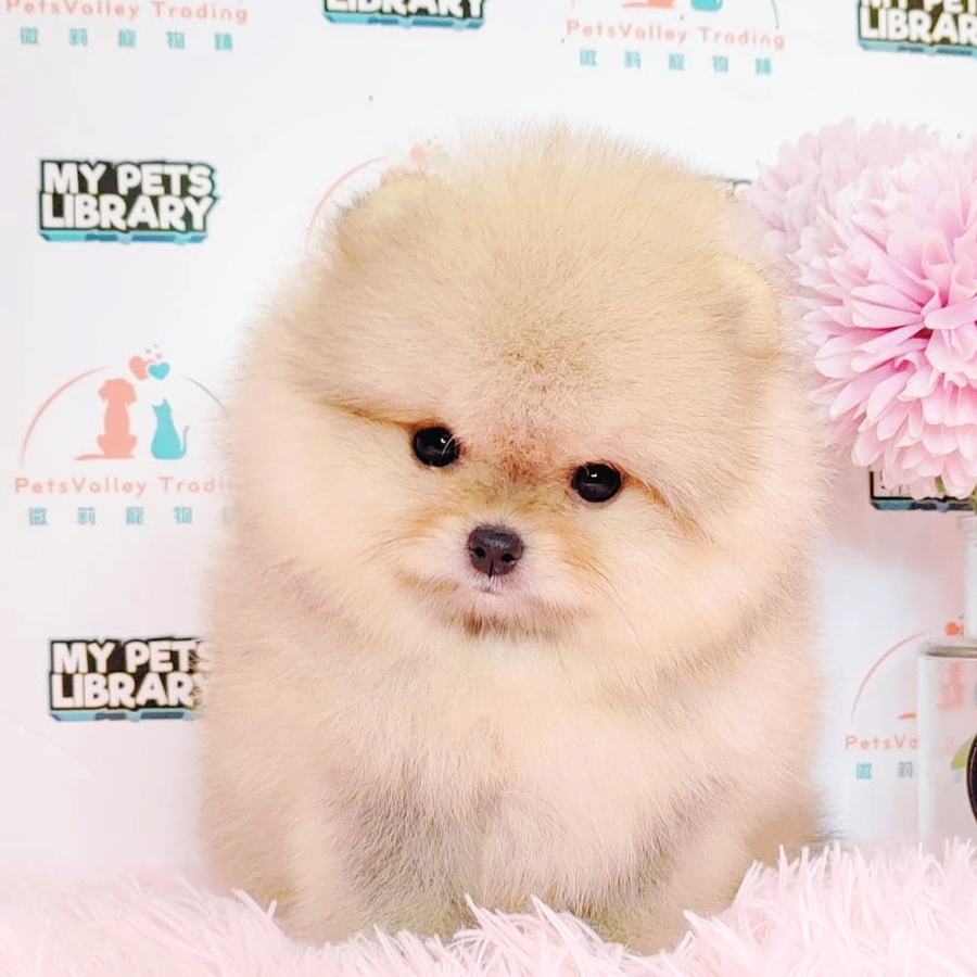 Tiny Pomeranian Puppy (Male) For Sale