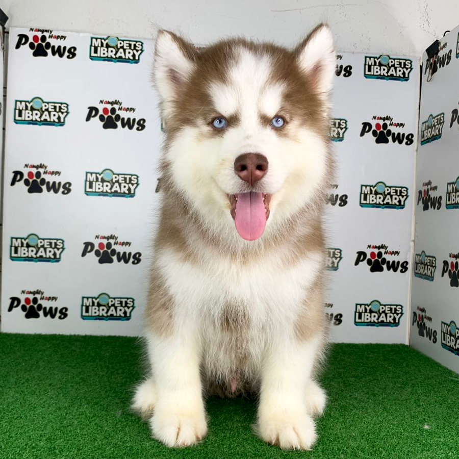 Wooly Husky Puppy (Male) For Sale