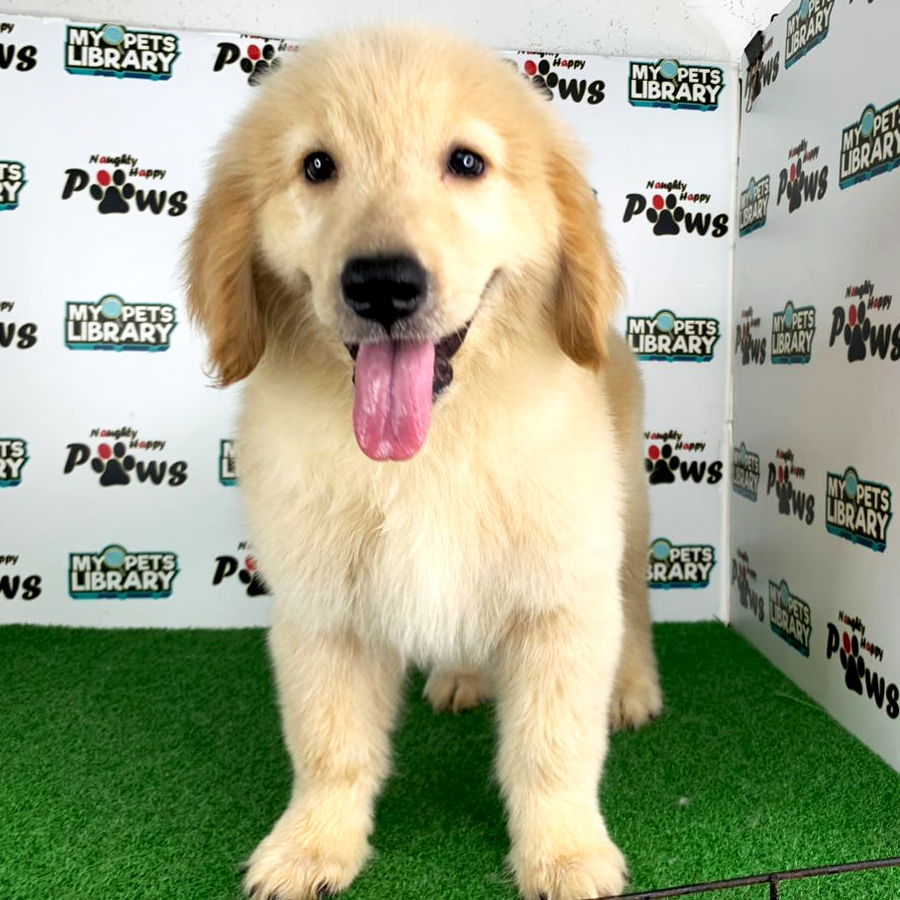 Golden Retriever Puppy (Female) For Sale