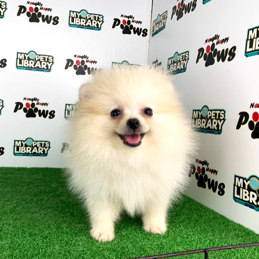 Pomeranian Puppy (Female) For Sale