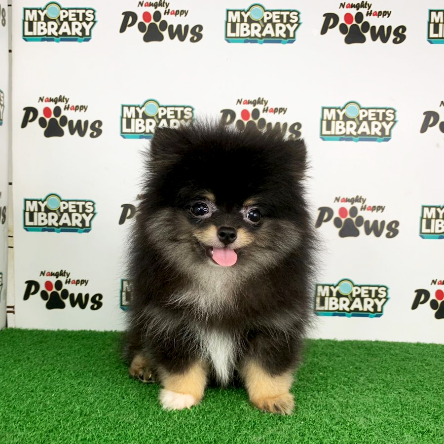 Pomeranian Puppy (Male) For Sale
