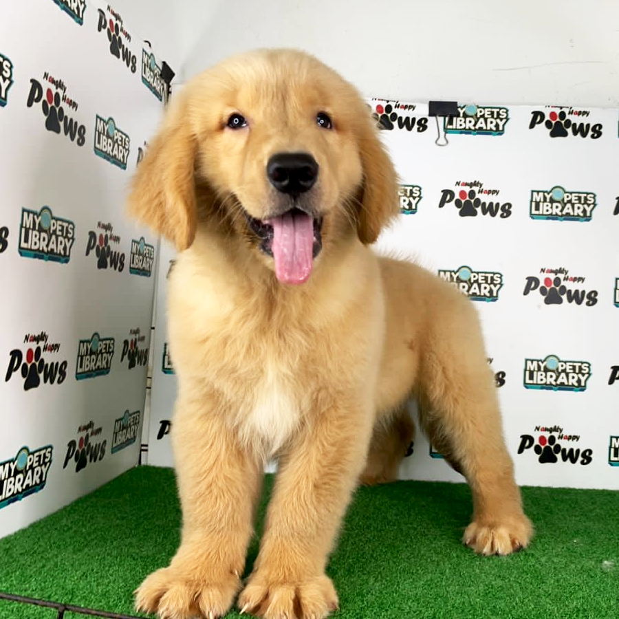 Golden Retriever Puppy (Female) For Sale