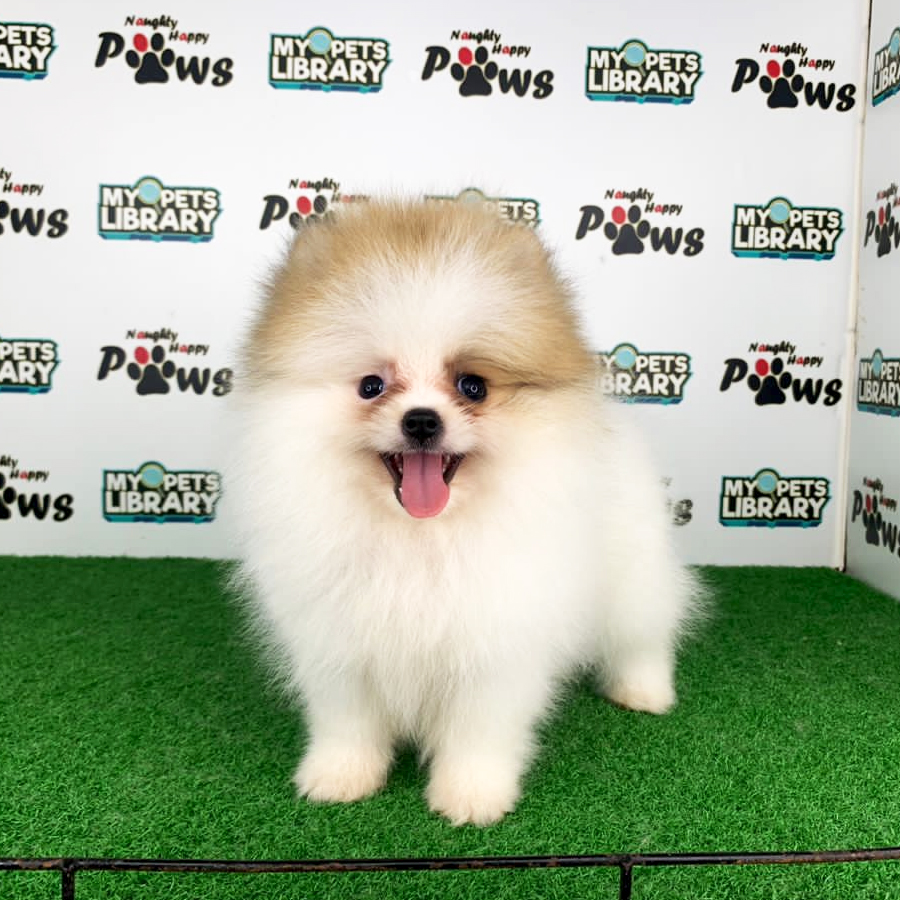 Pomeranian Puppy (Female) For Sale