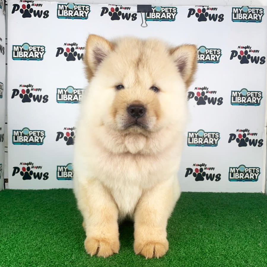 Chow Chow Puppy (Female) For Sale