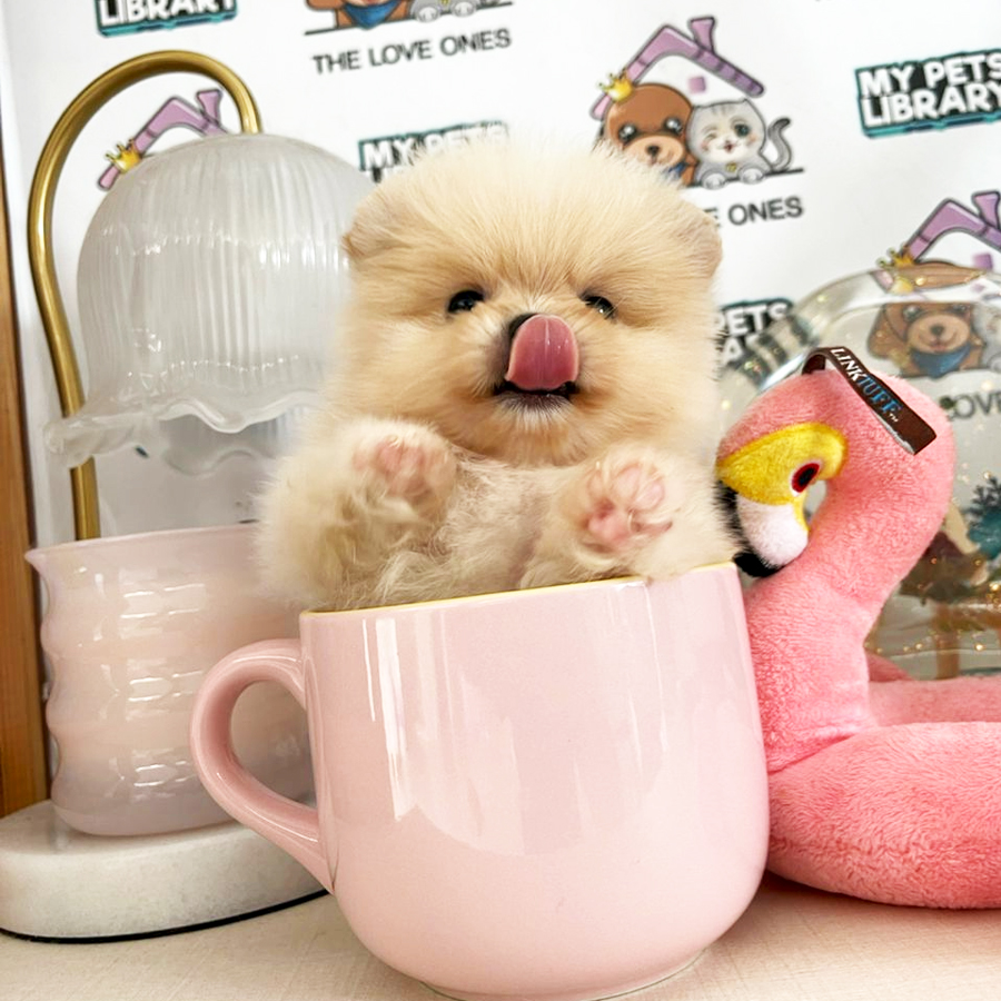 Teacup Teddy Bear Pomeranian (Female) For Sale