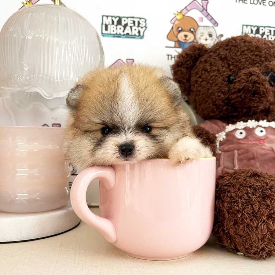 Teacup Teddy Bear Pomeranian (Male) For Sale