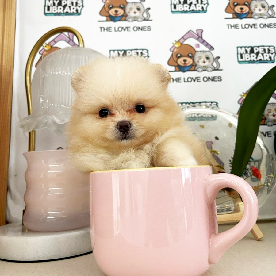 Teacup Teddy Bear Pomeranian (Female) For Sale