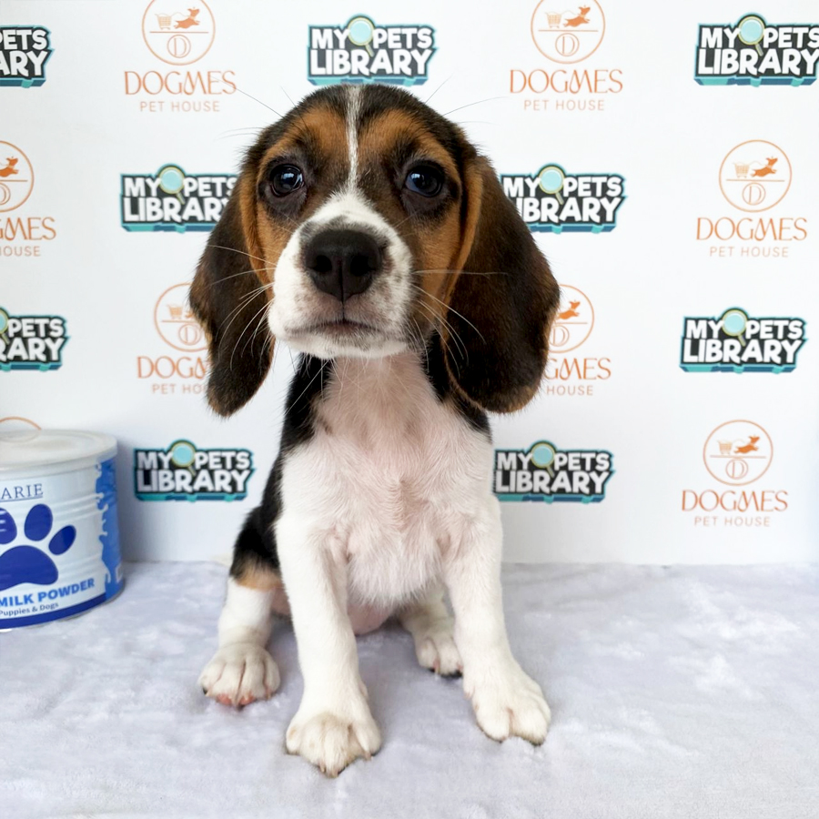 Beagle Puppy (Male) For Sale