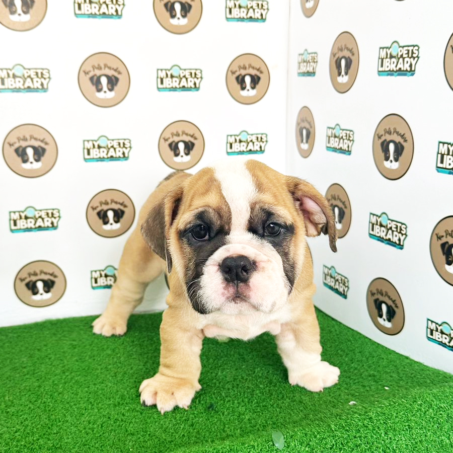 English Bulldog Puppy (Female) For Sale