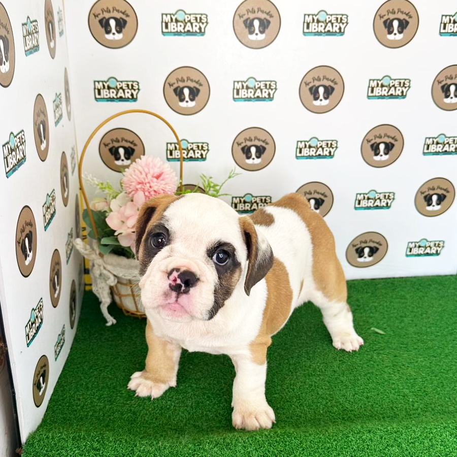 English Bulldog Puppy (Female) For Sale