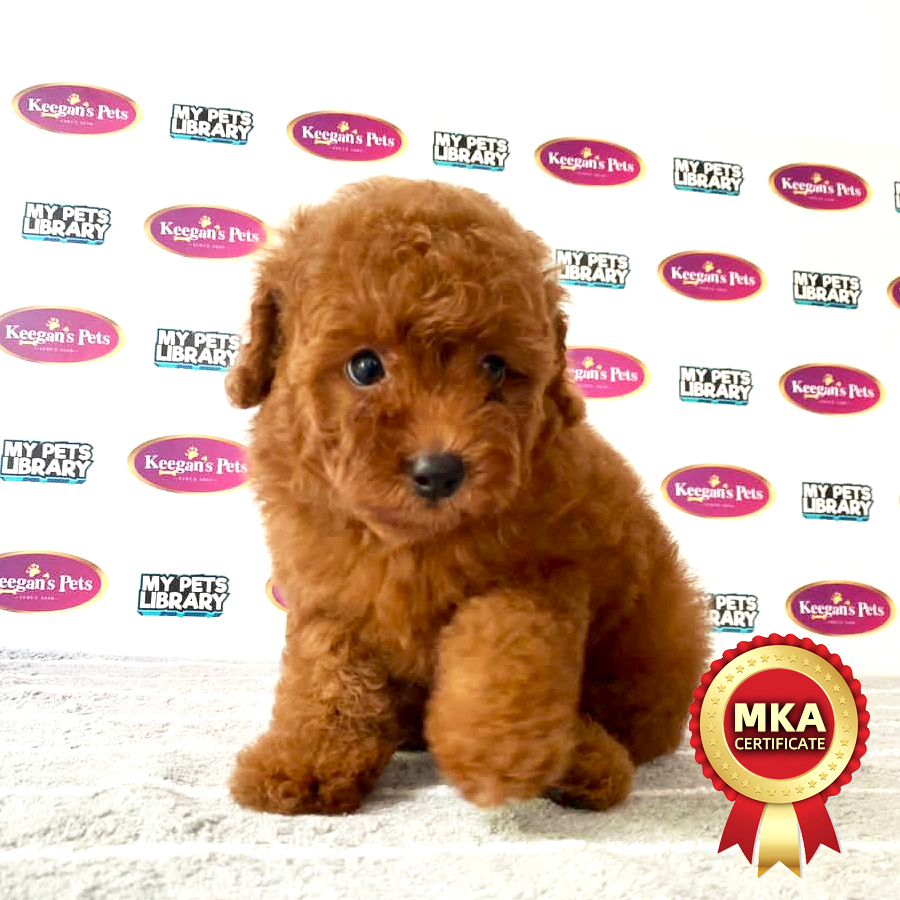 MKA Toy Poodle Puppy (Female) For Sale