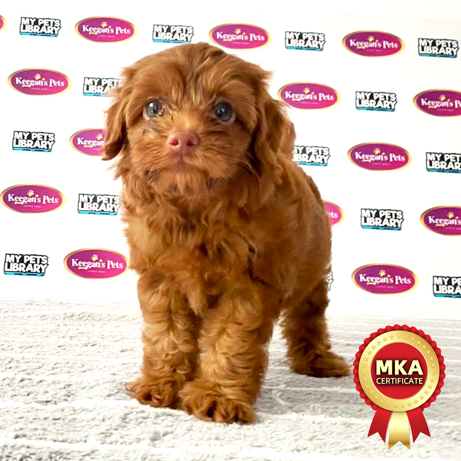 MKA Toy Poodle Puppy (Female) For Sale