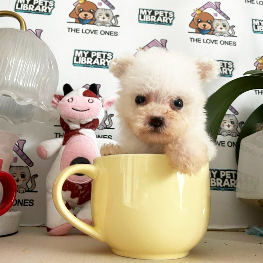 Mini Fly Ear Bichon Frise Puppy (Male) For Sale