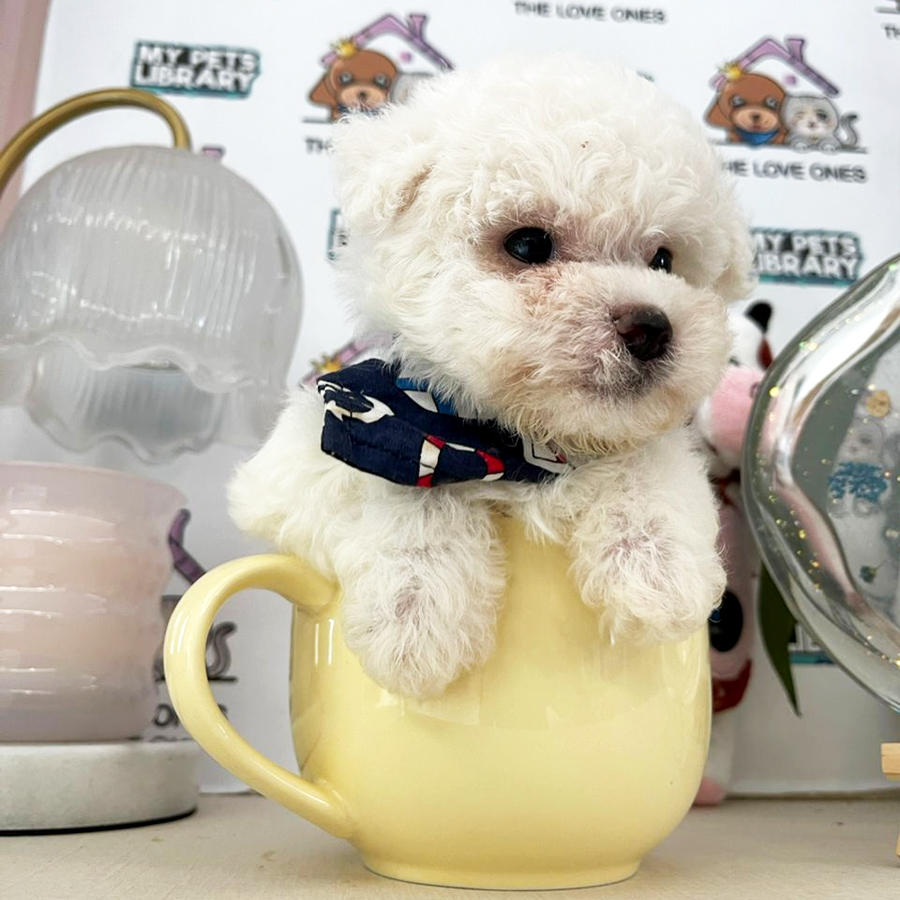 Mini Short Leg Bichon Frise Puppy (Male) For Sale