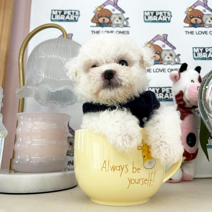 Mini Short Leg Bichon Frise Puppy (Male) For Sale