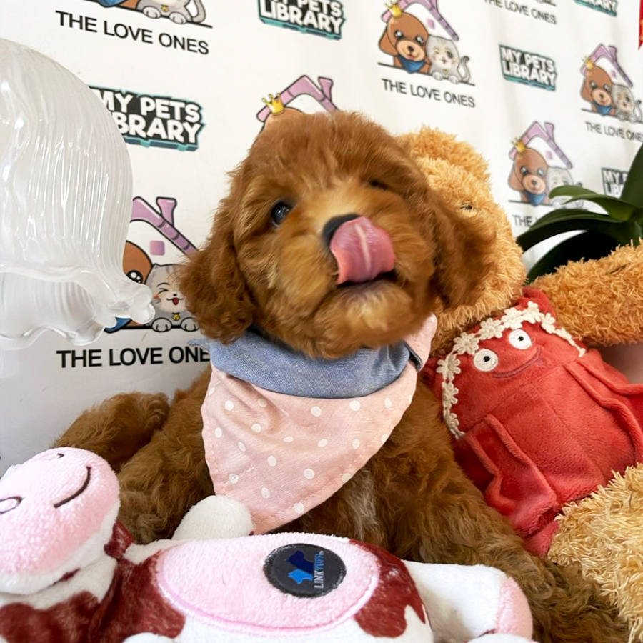 Teddy Bear Toy Poodle Puppy (Female) For Sale