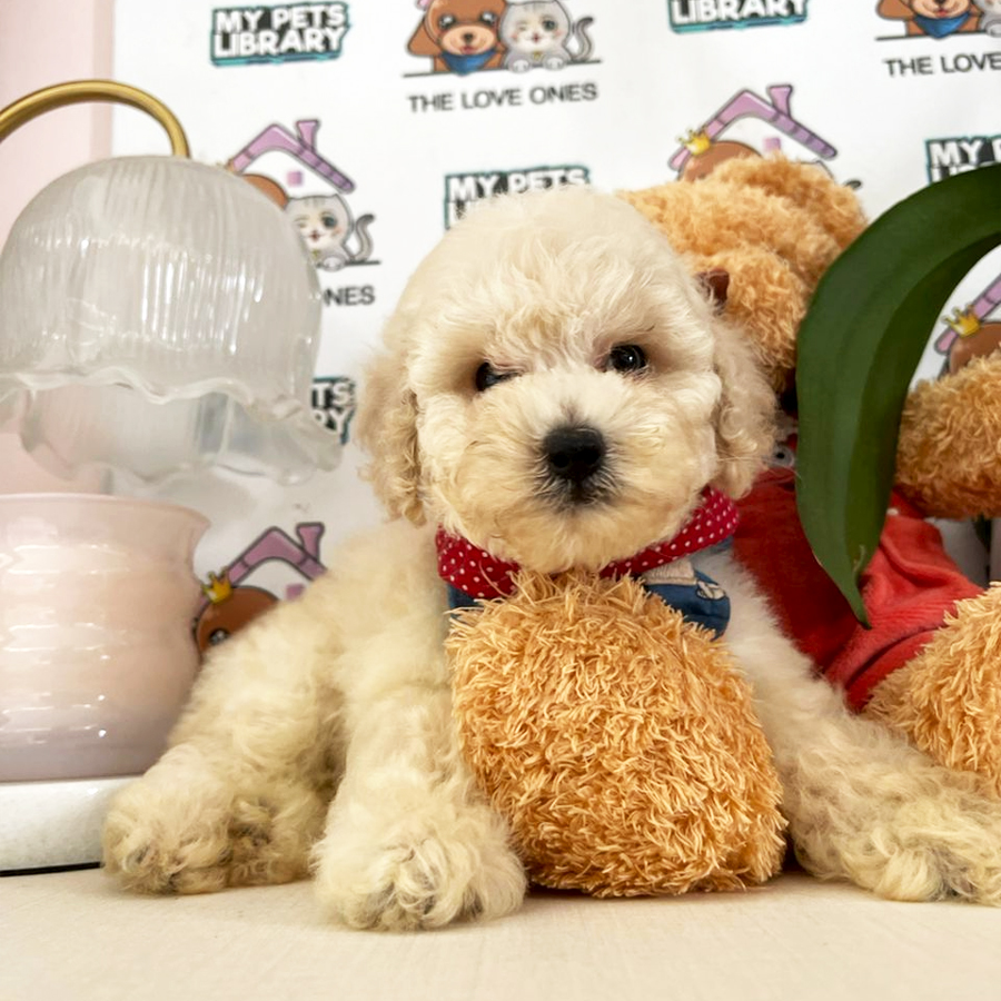 Teddy Bear Toy Poodle Puppy (Male) For Sale