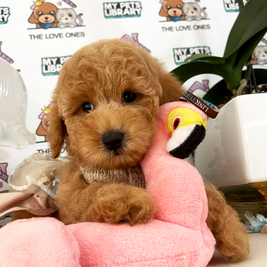 Teddy Bear Toy Poodle Puppy (Female) For Sale