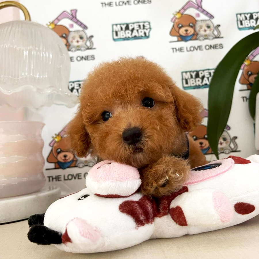 Teddy Bear Toy Poodle Puppy (Male) For Sale