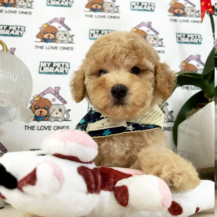 Teddy Bear Toy Poodle Puppy (Male) For Sale