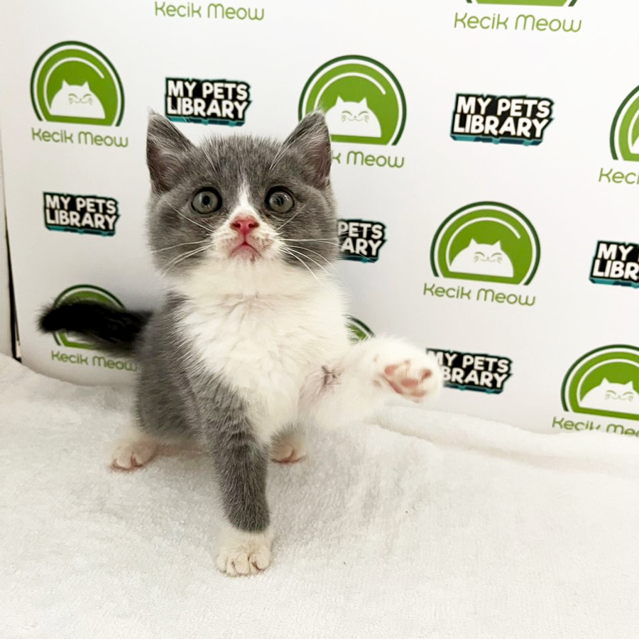 British Shorthair Kitten (Male) For Sale