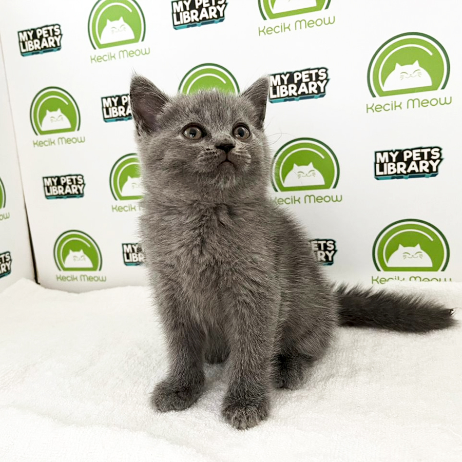 British Shorthair Kitten (Male) For Sale