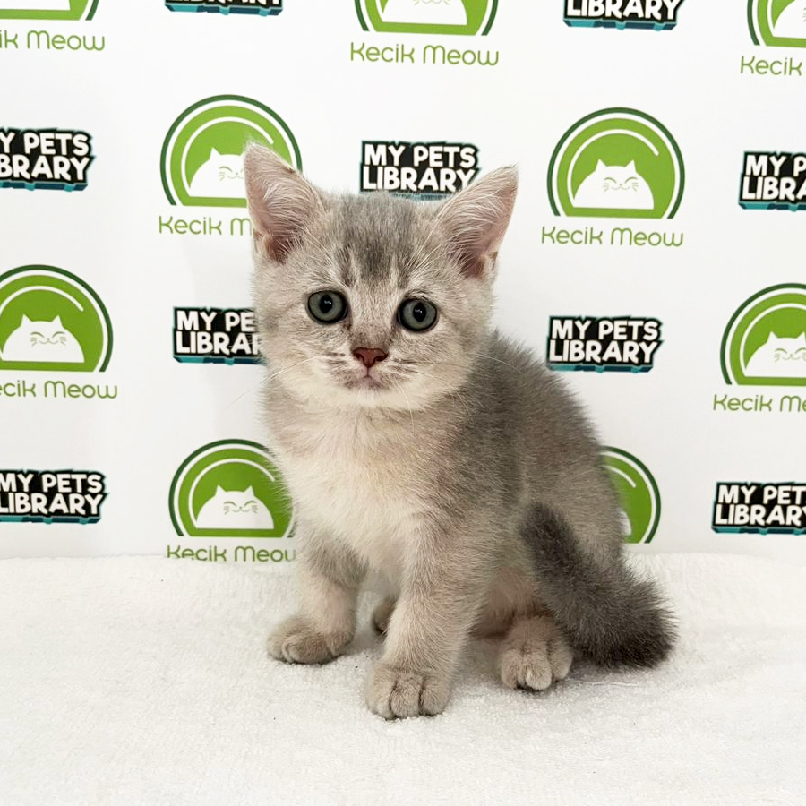 British Shorthair Kitten (Male) For Sale