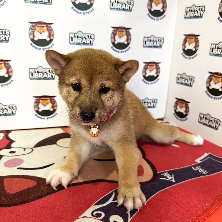 Shiba Inu Puppy (Male) For Sale