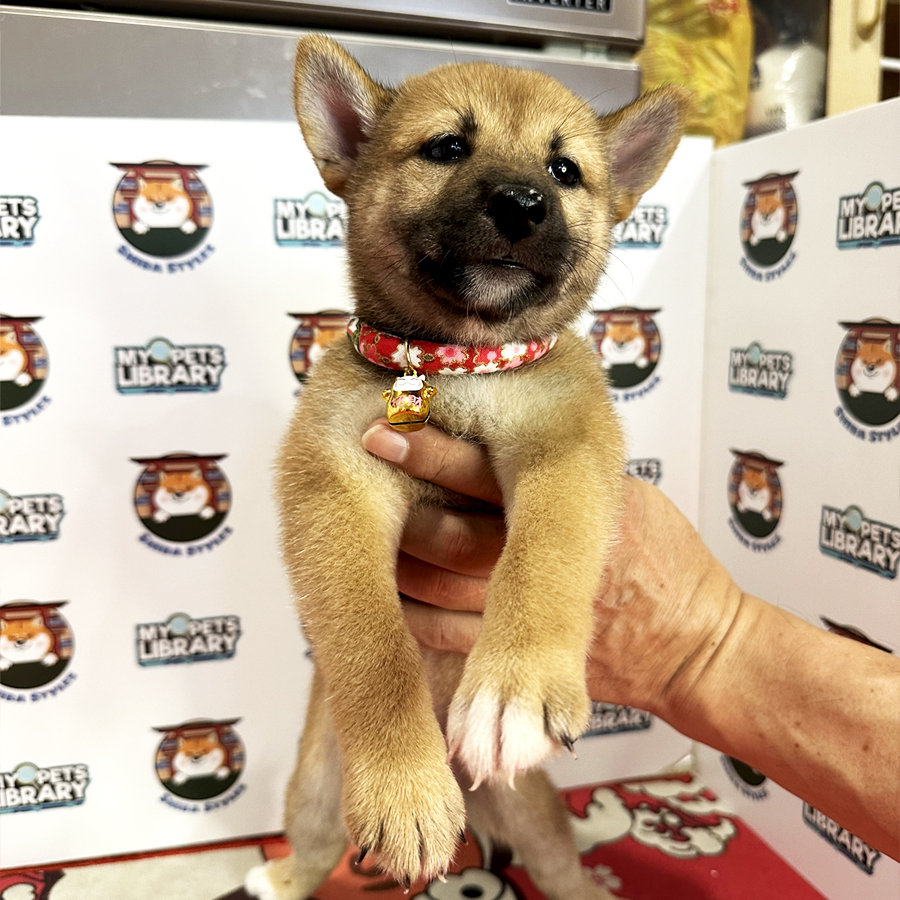 Shiba Inu Puppy (Female) For Sale
