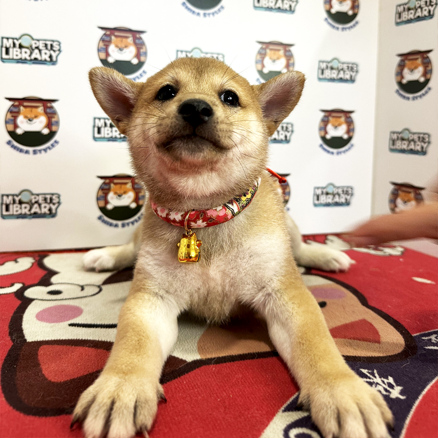 Shiba Inu Puppy (Female) For Sale