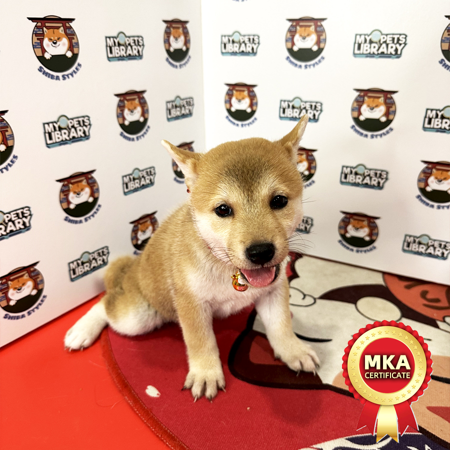 MKA Shiba Inu Puppy (Female) For Sale