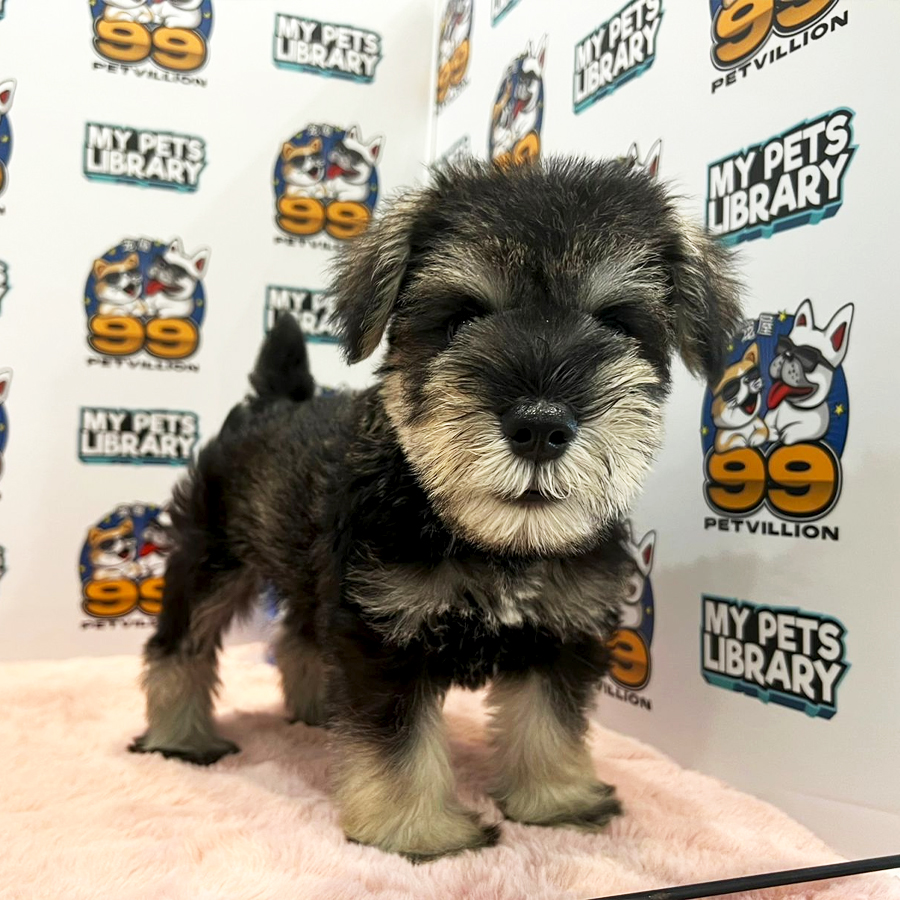 Schnauzer Puppy (Male) For Sale