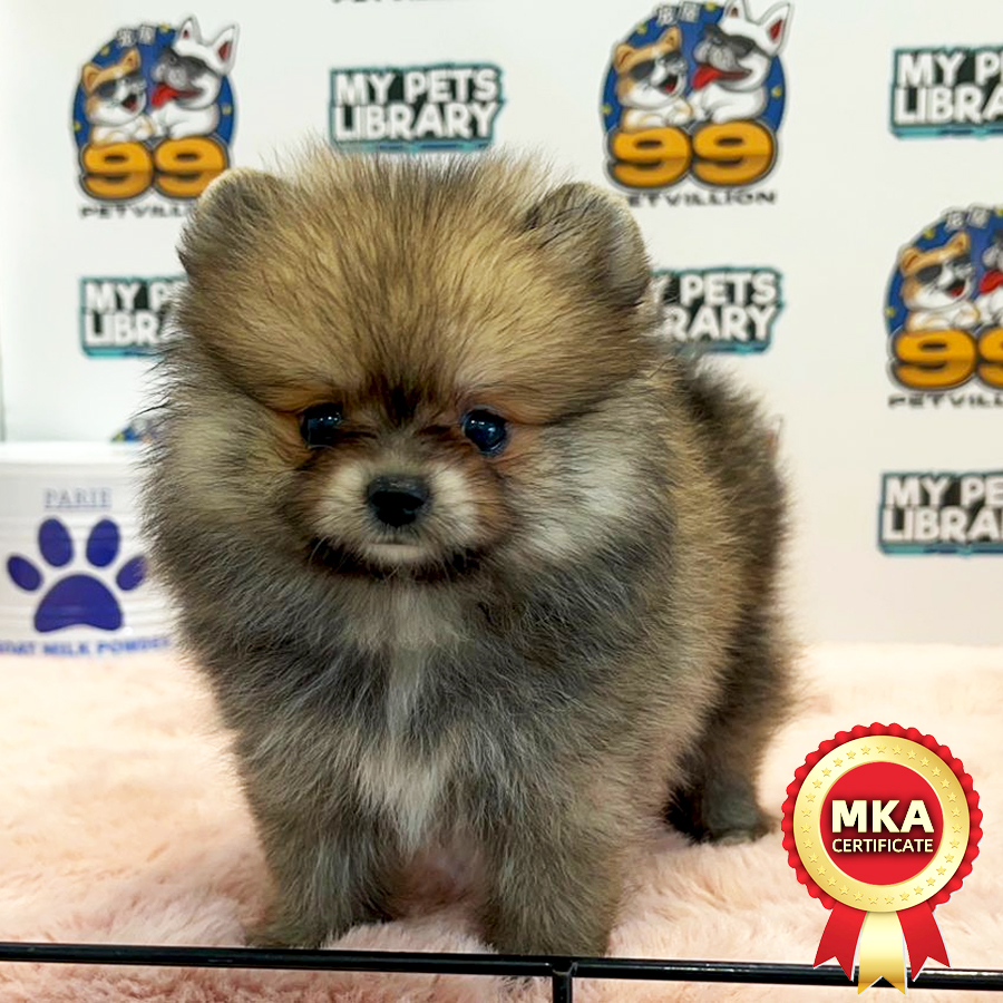 MKA Tiny Pomeranian Puppy (Female) For Sale