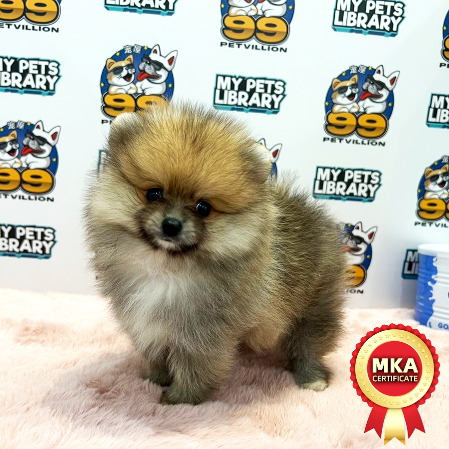 MKA Tiny Pomeranian Puppy (Male) For Sale