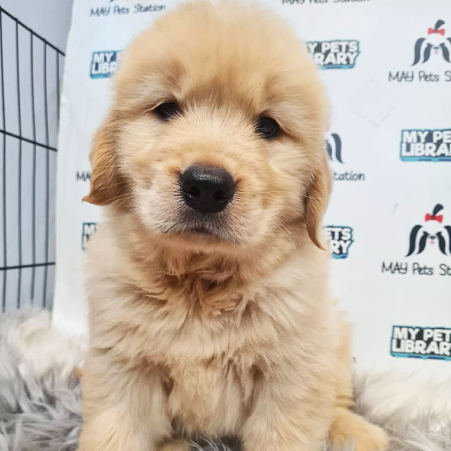 Golden Retriever Puppy (Male) For Sale