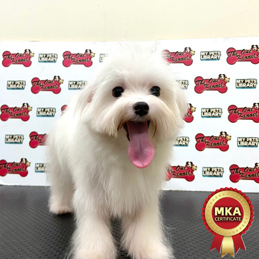 MKA Maltese Puppy (Male) For Sale