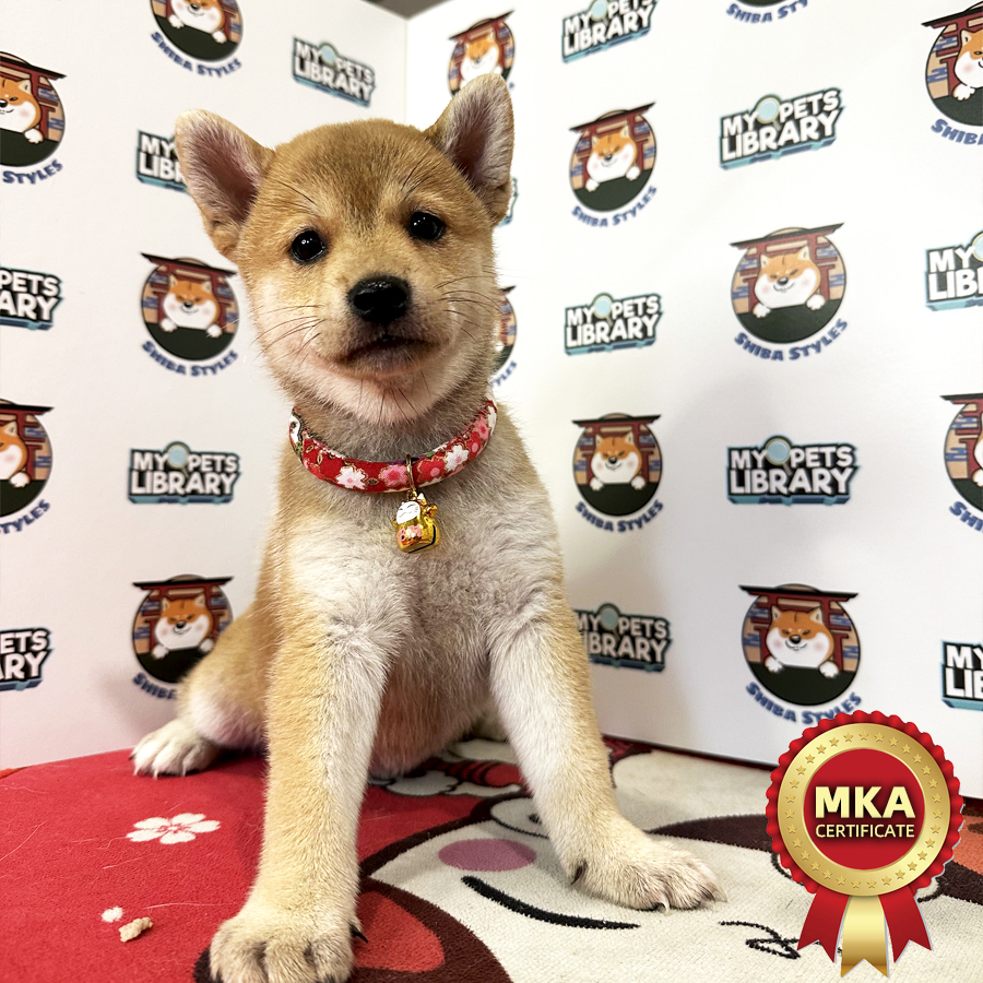 MKA Shiba Inu Puppy (Female) For Sale