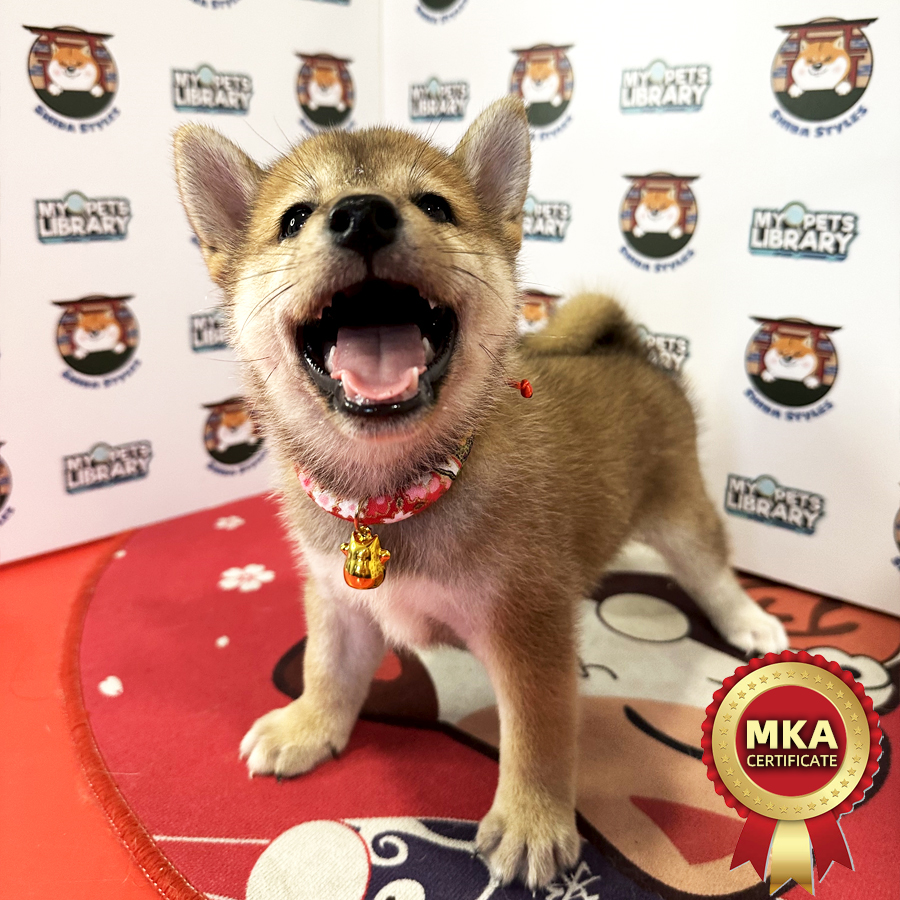 MKA Shiba Inu Puppy (Male) For Sale