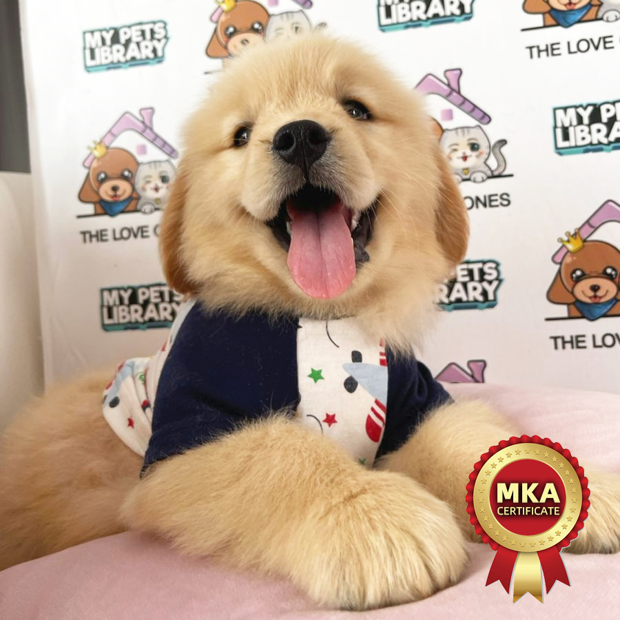 MKA Golden Retriever Puppy (Male) For Sale