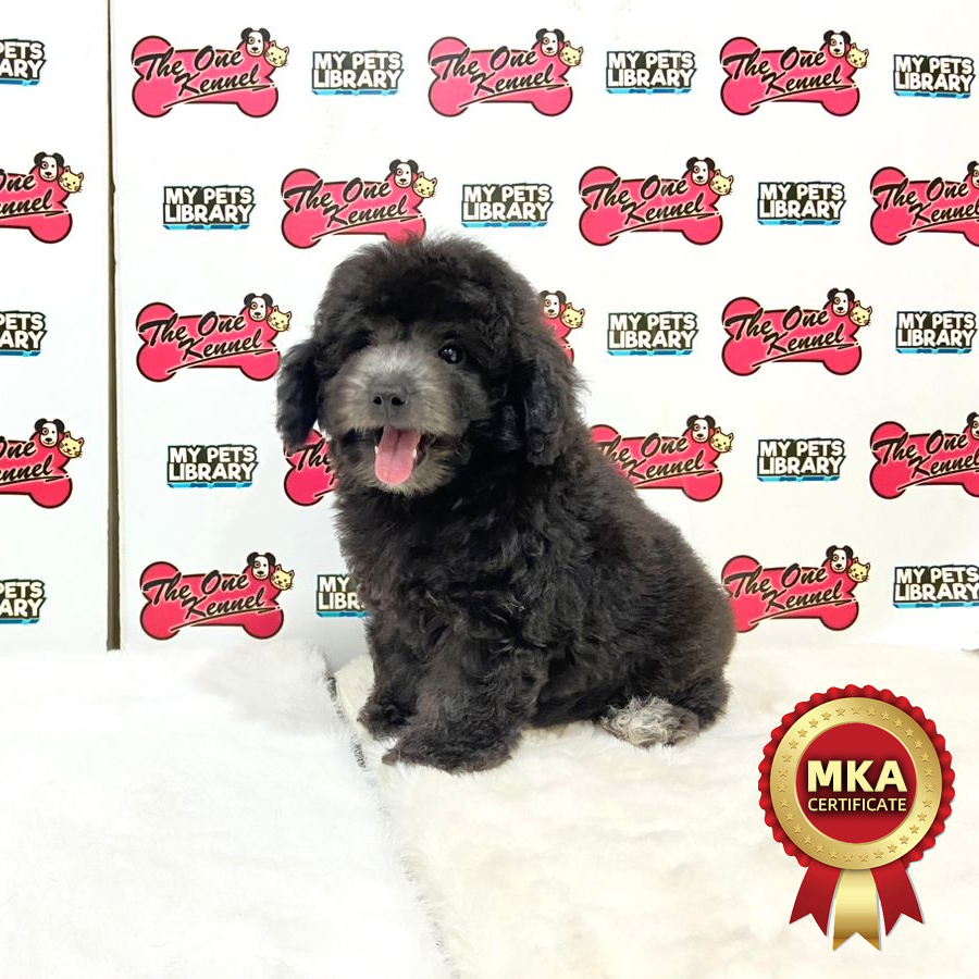 MKA Toy Poodle Puppy (Male) For Sale