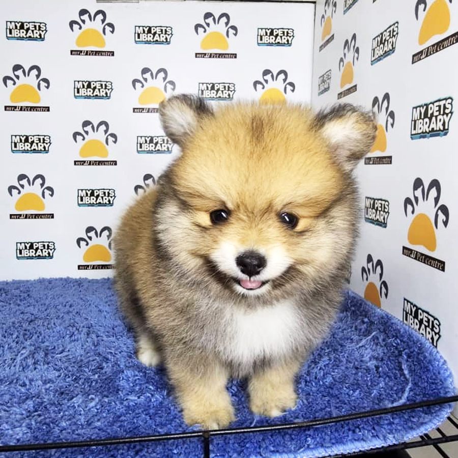 Pomeranian Puppy (Male) For Sale