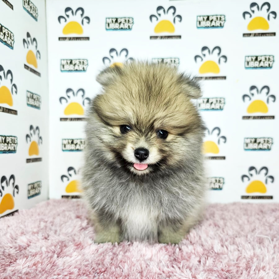 Pomeranian Puppy (Female) For Sale