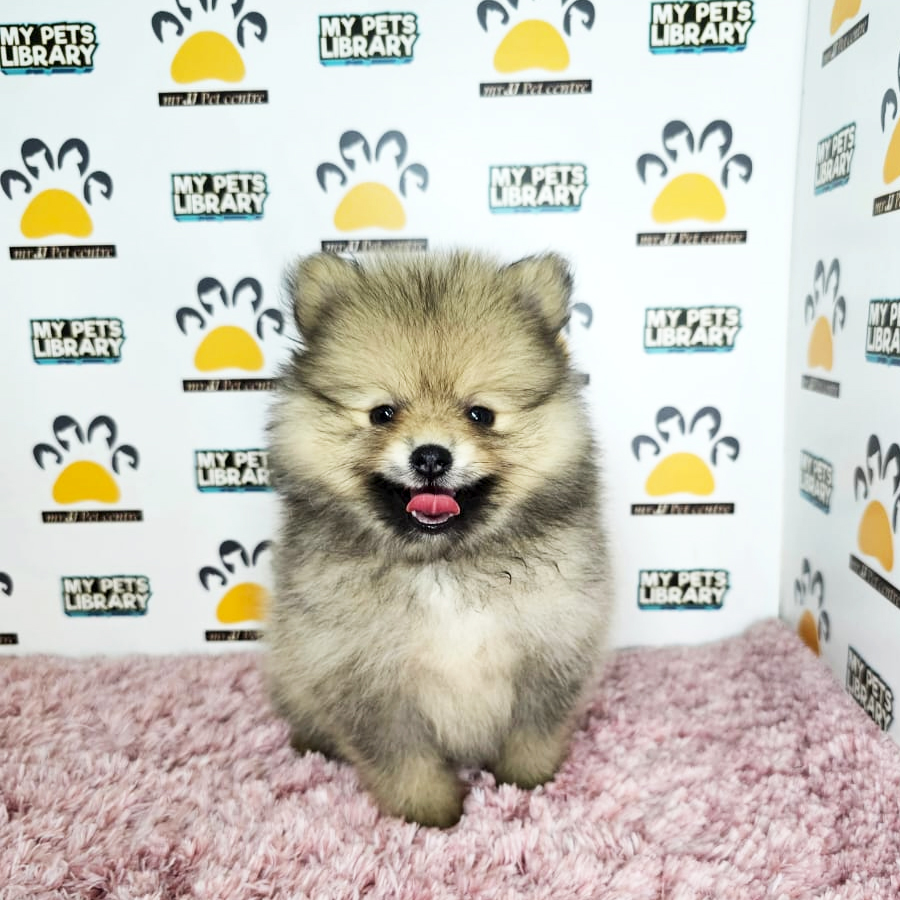 Pomeranian Puppy (Female) For Sale