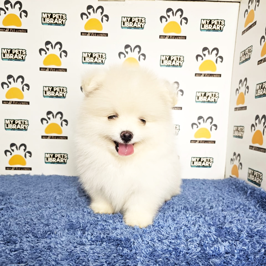 Pomeranian Puppy (Male) For Sale