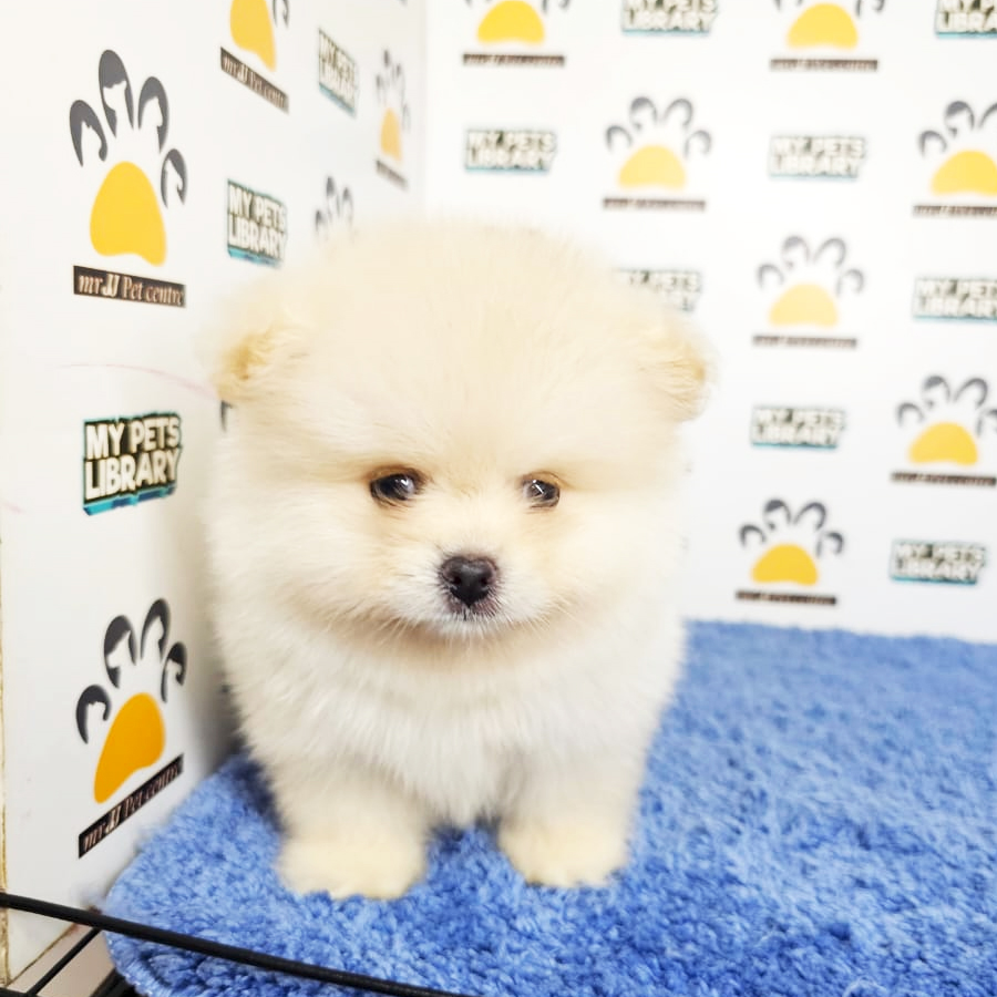 Pomeranian Puppy (Male) For Sale