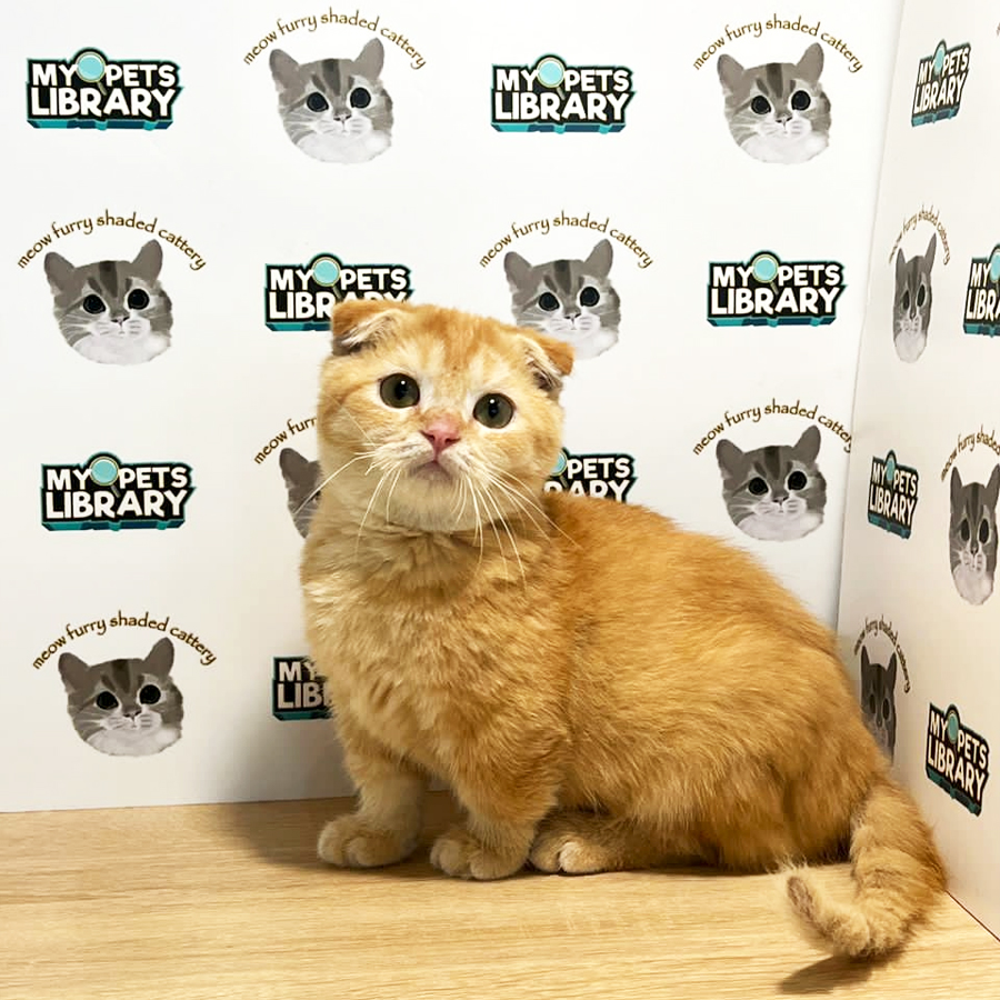 Munchkin Scottishfolld Kitten (Male) For Sale