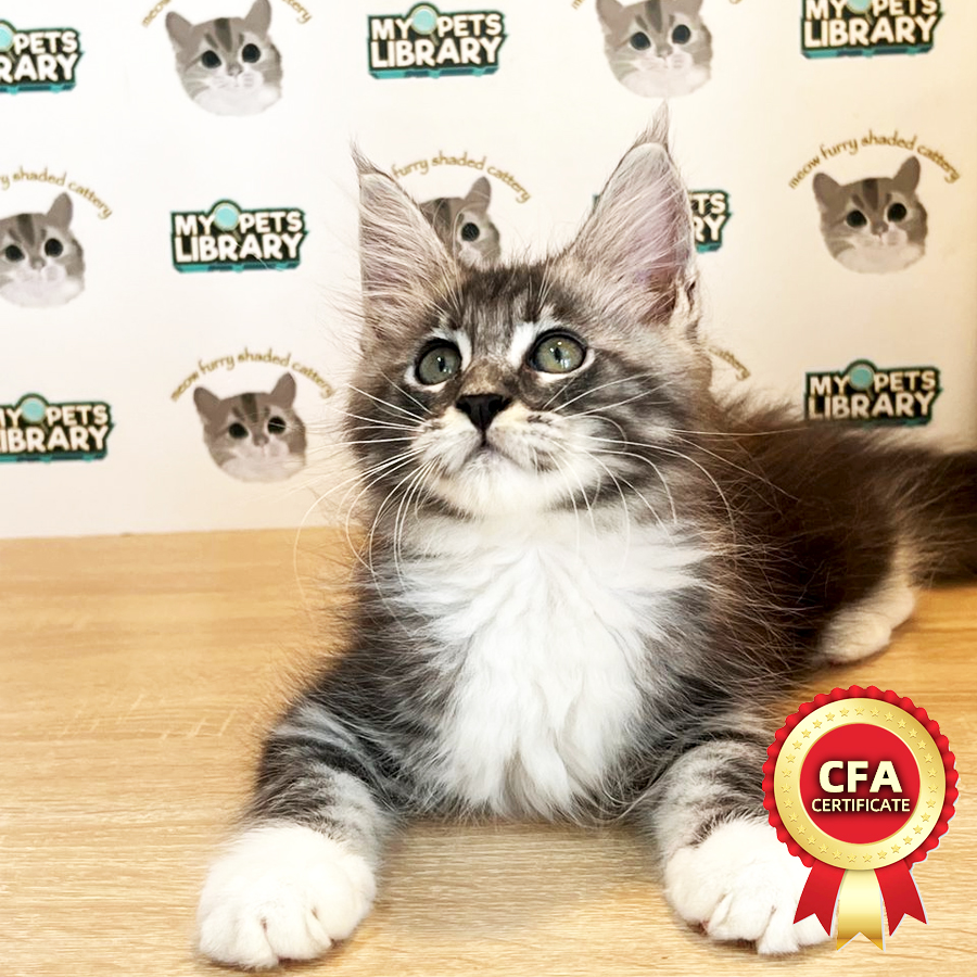 Maine Coon Kitten (Male) For Sale